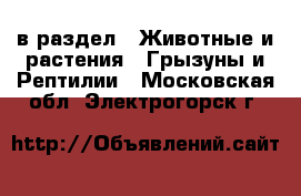  в раздел : Животные и растения » Грызуны и Рептилии . Московская обл.,Электрогорск г.